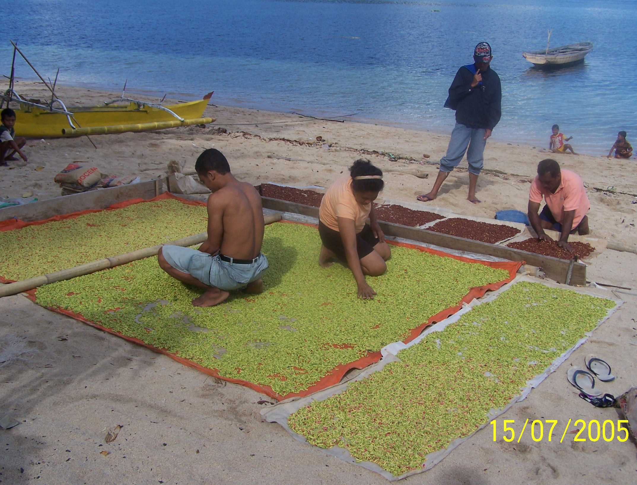 Drying Cloves on the Beach in Bukide
