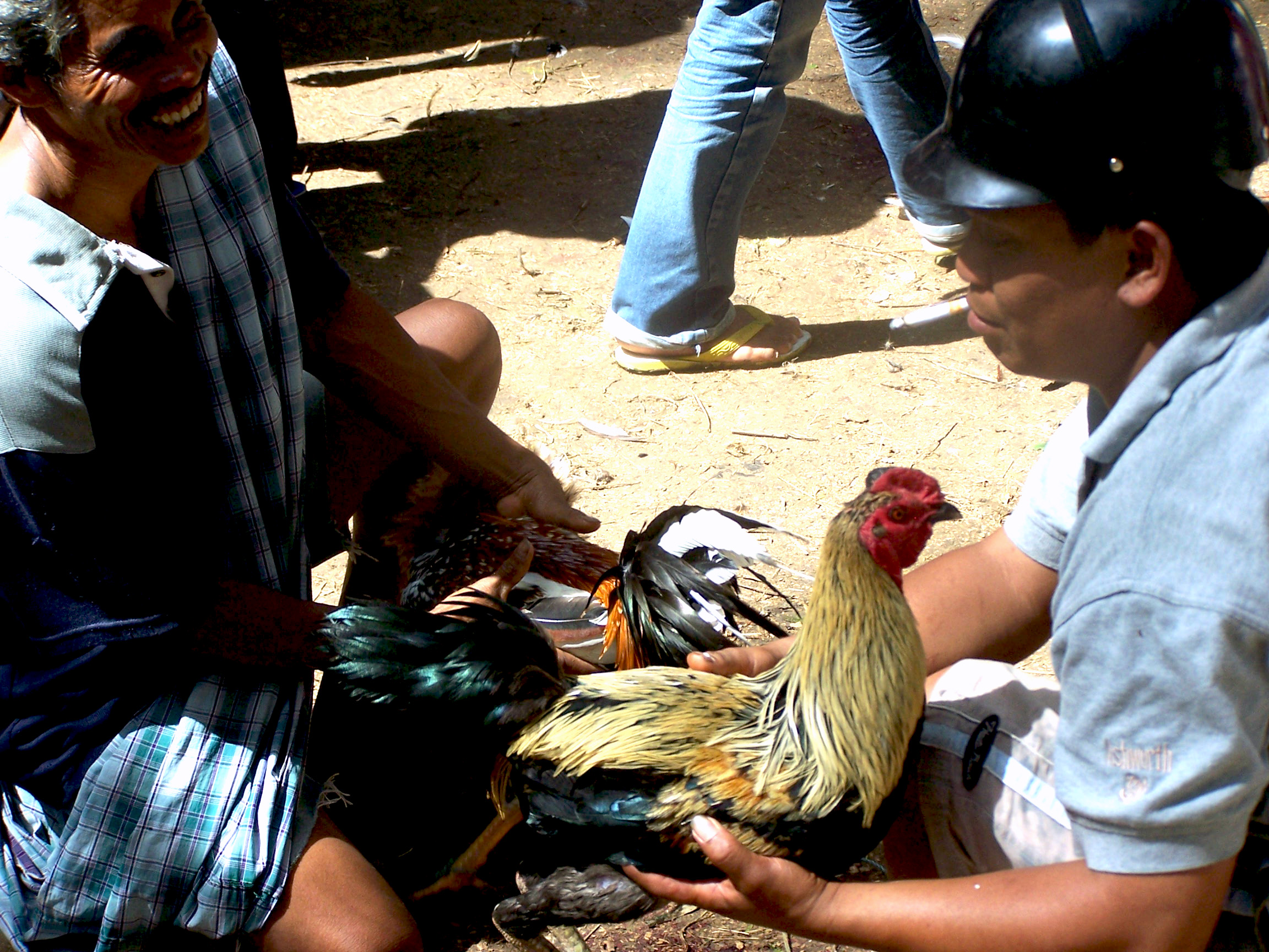 Cock Fighting in Toraja